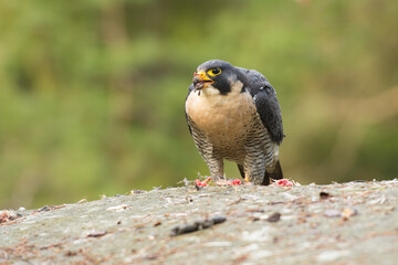 Peregrine falcon, Falco peregrinus, eating on a rock. Portrait of bird of pray with its prey. Majestic large, crow-sized falcon, it has a blue-grey back, barred white underparts, and a black head