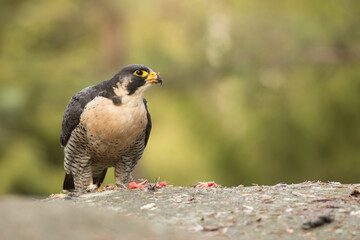 Peregrine falcon, Falco peregrinus, eating on a rock. Portrait of bird of pray with its prey. Majestic large, crow-sized falcon, it has a blue-grey back, barred white underparts, and a black head