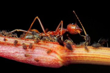 close-up of weaver ants farming the aphids colony