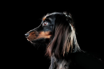 Closeup portrait of a long haired dachshund dog against black background