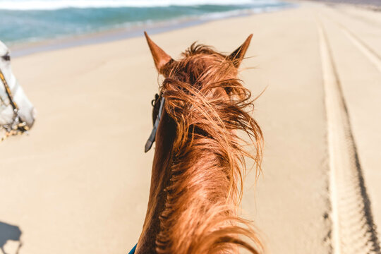 Horse  Headed Towards Ocean in Mexico