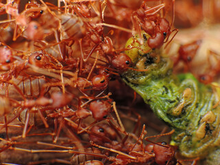 close-up of wever ants hunting for insects
