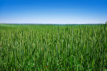 Green wheat field in spring or summer, good weather, beautiful landscape. High quality photo