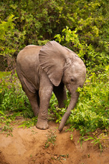 tiny newborn baby elephant alone on the loose in the wild environment. Very close up in detail.