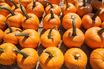 A pumpkin farm in the fall and  Halloween season. American families have a custom of traveling to farms, fields in the countryside to buy agricultural goods. Many pumpkin sizes for decoration, carving