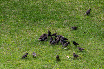 a group of starlings on a green meadow