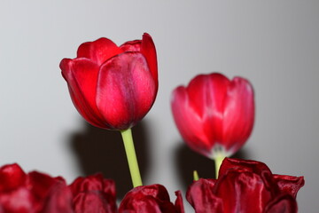 Fototapeta premium tulipanes