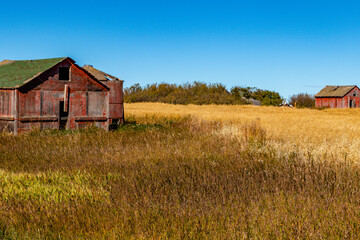Obraz premium Rustic farm buildings. Starland County, Alberta, Canada
