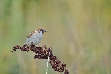 bird, natur, tier, schnabel, spatz,