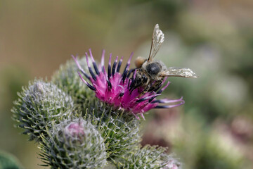 bees, blume, insecta, hummel, fliege, blütenstaub, sommer, honig