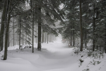 Zimowy las 4