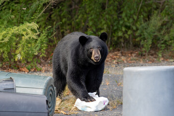 Black Bear Raiding Garbage Cans - obrazy, fototapety, plakaty