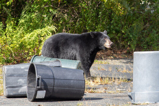 Black Bear Raiding Garbage Cans