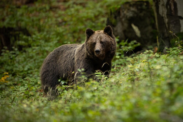 Naklejka na ściany i meble Brown bear, ursus arctos, looking in green forest in summertime nature. Large predator standing in greenery in summer. Dark big mammal watching in woodland.