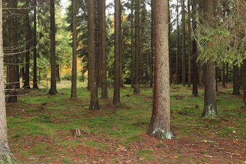 Abenstimmung Wald. Wald im Herbst.
