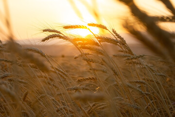 Wheat field. Ears of golden wheat close up. Harvesting concept