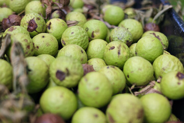 Black Walnuts