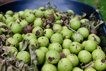 Black Walnuts