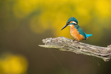 Common kingfisher, alcedo atthis, sitting on wood in autumn with copy space. Colorful bird resting on tree in fall with space for text. Little exotic animal looking on branch.