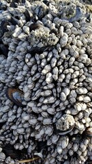 Oregon Coast Barnacles 