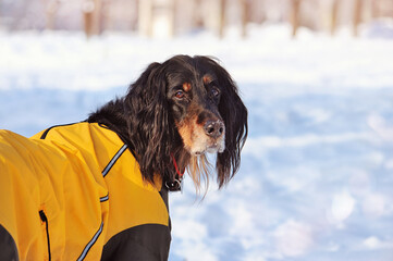 Dog at the winter walk looking back