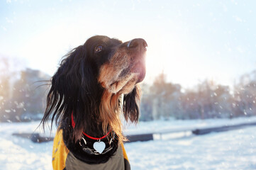 Head portrait of an English setter at the winter walk