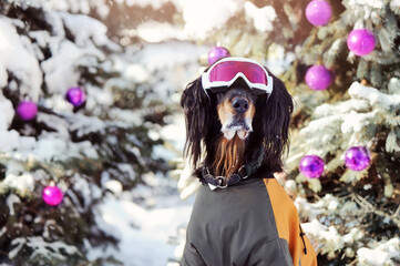 Head shot of an English setter wearing ski goggles in winter forest