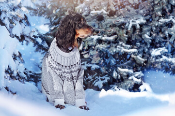 Pretty dog wearing winter pullover sitting next to snowy fir trees