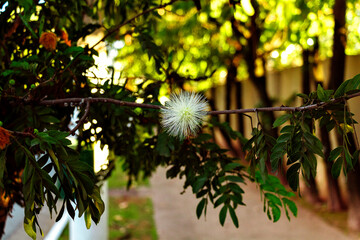 No lixão nasce flor
