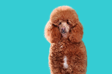 Closeup portrait of a poodle after grooming procedures against teal background