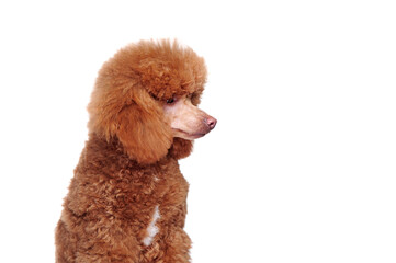 Closeup portrait of a poodle looking to the side against white background