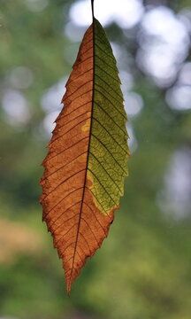 Ein gepresster trockener Blatt halb grün, halb dunkel rot vom Edelkastanie (Castanea sativa) , von tageslicht durchleuchtet auf hell grünem, unscharfen Hintergrund.