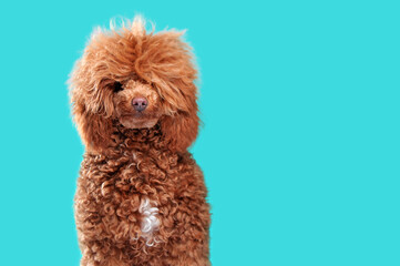 Pretty brown fluffy poodle at the teal background