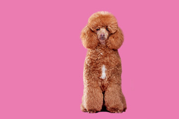 Pretty brown poodle after grooming cut at the pink background