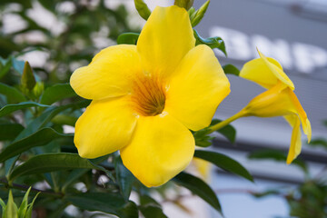 Obraz premium Flowers of golden trumpet, also known as yellow allamanda