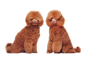 Fototapeta premium Side view picture of a poodle before and after grooming procedures