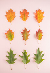 Creative autumn minimal flat lay leaves arrangement. Oak leaves in lines on a pastel pink background. Green, yellow, red color. October, November top view composition.