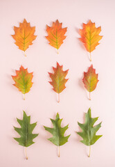 Fototapeta premium Creative autumn minimal flat lay leaves arrangement. Oak leaves in lines on a pastel pink background. Green, yellow, red color. October, November top view composition.