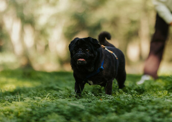 Black pug cute dog