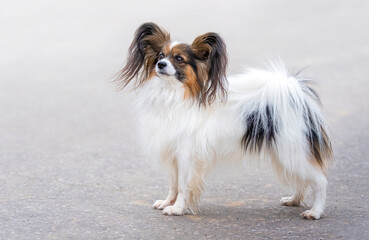 Continental Toy Spaniel. Pedigree Papillon dog. Sporting event, achievement in sport. Summer day