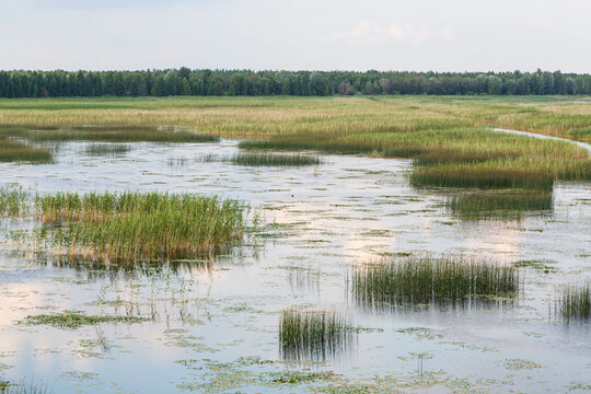 Lake Lubans, the biggest lake in Latvia. Shallow drainage lake, fed by the Rēzekne, Malta, Malmuta and Lisinja rivers and several smaller brooks, ponds, reeds, white water lilies, with reflections