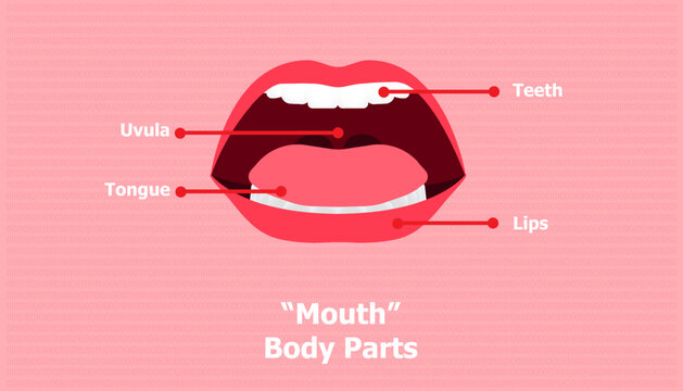 Descriptional background of mouth body parts with names