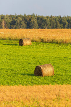 Panorama of hay bail harvesting in golden and green field landscape