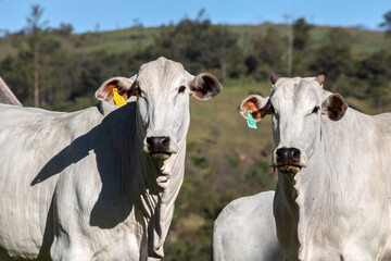 Vacas da raça zebuína Nelore, em uma área de pastagem de uma fazenda para pecuária bovina de...