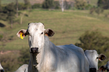 Vacas da ra&ccedil;a zebu&iacute;na Nelore, em uma &aacute;rea de pastagem de uma fazenda para pecu&aacute;ria bovina de corte, no munic&iacute;pio de Vera Cruz, SP.