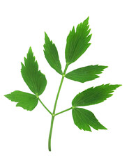 Branche de céleri perpétuel ou livèche isolée sur fond blanc