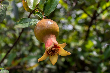 Ripe green Pomegranate Fruit on Tree Branch. The Foliage on the Background