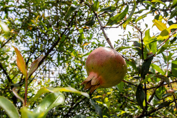 Ripe green Pomegranate Fruit on Tree Branch. The Foliage on the Background