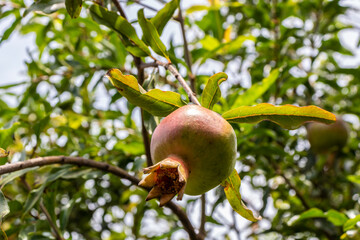 Ripe green Pomegranate Fruit on Tree Branch. The Foliage on the Background