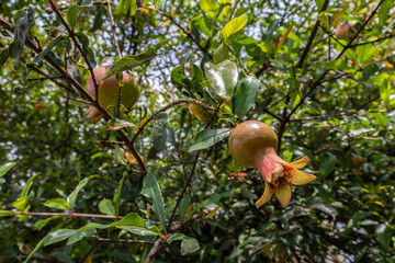Ripe green Pomegranate Fruit on Tree Branch. The Foliage on the Background
